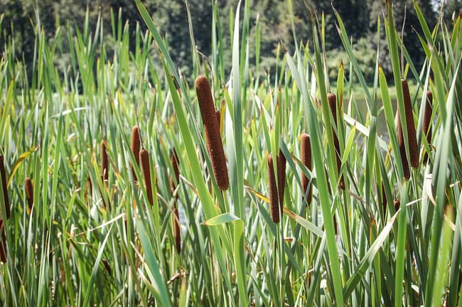 Roseaux effluents developpement durable