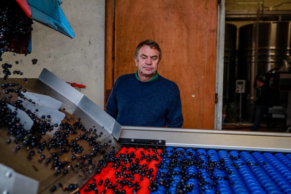 Patrick Carteyron en pleine vendanges