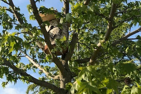 Nichoir à mésange